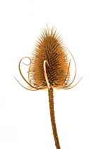 Teasel seedhead (Dipsacus fullonum) photographed against a white background in mobile field studio. Peak District National Park, Derbyshire, UK. December.