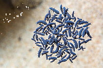 Marine springtails (Anurida maritima) floating on surface of rockpool in intertidal zone. The grains of sand that are floating alongside them give a sense of scale. The springtails are coated in a lay...