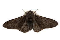 Peppered moth (Biston betularia) melanistic form f. carbonaria on a photogtaphed on a white background. Derbyshire, UK.