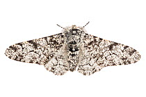 Peppered moth (Biston betularia) typical form on a white background. Derbyshire, UK.