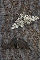 Peppered moth (Biston betularia) showing a comparison of the melanistic form f. carbonaria next to the typical paler form on dark soot-covered bark. The melanistic form has long been cited by genetic...