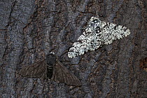 Peppered moth (Biston betularia) showing a comparison of the melanistic form f. carbonaria next to the typical paler form on dark soot-covered bark. The melanistic form has long been cited by genetic...
