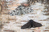Peppered moth (Biston betularia) showing a comparison of the melanistic form f. carbonaria next to the typical paler form. The melanistic form has long been cited by genetic studies as an example of i...
