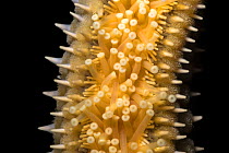 Spiny starfish (Marthasterias glacialis) close up tube-feet suckers on underside. Captive. Cornwall, UK. May.
