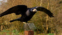 Rooks (Corvus frugilegus) landing on top of birdfeeder and eating peanuts in a garden, Somerset, UK, March.
