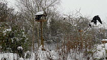 Jackdaws (Corvus monedula) feeding at birdtable in garden during blizzard, Somerset, UK, March.