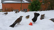 Fieldfares (Turdus pilaris) and Blackbird (Turdus merula) fighting to feed on apples on snow covered ground, Somerset, UK, March.