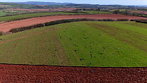 Aerial shot of flock of Rooks (Corvus frugilegus) flying over ploughed field, Somerset, UK, April.