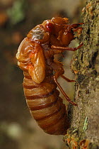 Periodical cicada (Magicicada septendecim) 17-year periodical cicada. Larva molting with teneral adult emerging. Brood X cicada, Maryland, USA, June 2021 Sequence 1 of 12