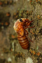 Periodical cicada (Magicicada septendecim) 17-year periodical cicada. Larva molting with teneral adult emerging. Brood X cicada,Maryland, USA, June 2021 Sequence 2 of 12