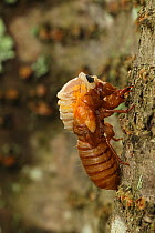 Periodical cicada (Magicicada septendecim) 17-year periodical cicada. Larva molting with teneral adult emerging. Brood X cicada,Maryland, USA, June 2021 Sequence 3 of 12