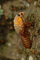 Periodical cicada (Magicicada septendecim) 17-year periodical cicada. Larva molting with teneral adult emerging. Brood X cicada, Maryland, USA, June 2021 Sequence 4 of 12