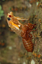 17 year Periodical cicada (Magicicada septendecim) teneral adult Brood X cicada, molting, Maryland, USA, June 2021 Sequence 5 of 12