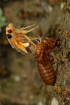 Periodical cicada (Magicicada septendecim) 17-year periodical cicada. Larva molting with teneral adult emerging. Brood X cicada, Maryland, USA, June 2021 Sequence 6 of 12