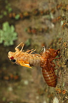 Periodical cicada (Magicicada septendecim) 17-year periodical cicada. Larva molting with teneral adult emerging. Brood X cicada, Maryland, USA, June 2021 Sequence 7 of 12