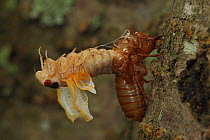 Periodical cicada (Magicicada septendecim) 17-year periodical cicada. Larva molting with teneral adult emerging. Brood X cicada, Maryland, USA, June 2021 Sequence 8 of 12