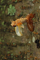 Periodical cicada (Magicicada septendecim) 17-year periodical cicada. Larva molting with teneral adult emerging. Brood X cicada, Maryland, USA, June 2021 Sequence 9 of 12