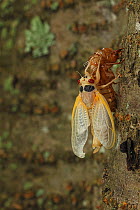 17 year Periodical cicada (Magicicada septendecim) teneral adult Brood X cicada, shortly after molting with exuvia, Maryland, USA, June 2021 Sequence 10 of 12