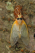 17 year Periodical cicada (Magicicada septendecim) teneral adult Brood X cicada, shortly after molting with exuvia, Maryland, USA, June 2021 Sequence 11 of 12