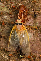 17 year Periodical cicada (Magicicada septendecim) teneral adult Brood X cicada, shortly after molting, Maryland, USA, June 2021 Sequence 12 of 12