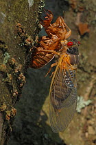 17 year Periodical cicada (Magicicada septendecim) teneral adult Brood X cicada nearing final adult form, Maryland, USA, June 2021