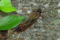 17 year Periodical cicada (Magicicada septendecim) adults mating. Brood X Cicada. Maryland, USA, June 2021