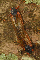 17 year Periodical cicada (Magicicada septendecim) adults mating. Brood X cicada. Maryland, USA, June 2021