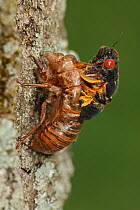 17 year Periodical cicada (Magicicada septendecim) larva molting, adult emerging. Process was arrested emergence due to cold weather, and the adult unable to leave exuvia, Brood X cicada,Maryland, USA...