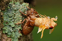 17 year Periodical cicada (Magicicada septendecim) teneral adult Brood X cicada, molting, Maryland, USA, June 2021