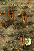 17 year Periodical cicadas (Magicicada septendecim) adults. Brood X cicadas. Maryland, USA, June 2021