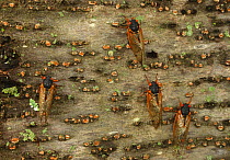 17 year Periodical cicada (Magicicada septendecim) adults. Brood X cicadas. Maryland, USA, June 2021