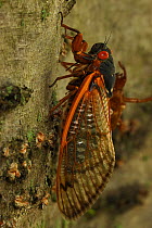 17 year Periodical cicada (Magicicada septendecim) recently metamorphosed adult. Brood X cicada. Maryland, USA, June 2021