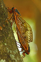17 year Periodical cicada (Magicicada septendecim) adults mating. Brood X cicada. Maryland, USA, June 2021