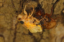 17 year Periodical cicada (Magicicada septendecim) teneral adult Brood X cicada, molting, being attacked and eventually consumed by ants, Maryland, USA, June 2021