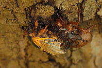 17 year Periodical cicada (Magicicada septendecim) teneral adult Brood X cicada, molting, attacked by ants, Maryland, USA, June 2021