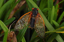 17 year Periodical cicada (Magicicada septendecim) adult, Brood X cicada. Maryland, USA, June 2021