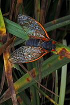 17 year Periodical cicada (Magicicada septendecim) adult. Brood X cicada. Maryland, USA, June 2021