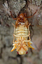 Periodical cicada (Magicicada septendecim) 17-year periodical cicada. Larva molting with teneral adult emerging. Brood X cicada,Maryland, USA, June 2021
