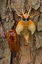 17 year Periodical cicada (Magicicada septendecim) teneral adult Brood X cicada, shortly after molting, Maryland, USA, June 2021