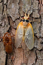 17 year Periodical cicada (Magicicada septendecim) teneral adult Brood X cicada, shortly after molting with exuvia, Maryland, USA, June 2021