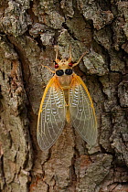 17 year Periodical cicada (Magicicada septendecim) teneral adult Brood X cicada, shortly after molting, Maryland, USA, June 2021