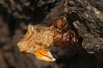 17 year Periodical cicada (Magicicada septendecim) larva molting with teneral adult emerging. Brood X cicada. Brood X Cicada. Maryland, USA, June 2021