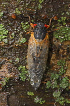 17 year Periodical cicada (Magicicada septendecim) recently metamorphosed adult. Brood X Cicada. Maryland, USA, June 2021