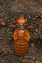 17 year Periodical cicada (Magicicada septendecim) recently emerged larva. Brood X Cicada. Maryland, USA, June 2021