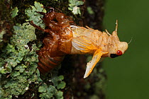 Periodical cicada (Magicicada septendecim) 17-year periodical cicada. Larva molting with teneral adult emerging. Brood X cicada, Maryland, USA, June 2021