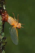 17 year Periodical cicada (Magicicada septendecim) larva molting with teneral adult emerging. However emergence stopped due to cold weather, adult unable to leave exuvia. Brood X cicada. Maryland, USA...