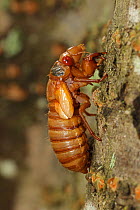 17 year Periodical cicada (Magicicada septendecim) recently emerged larva. Brood X Cicada. Maryland, USA, June 2021