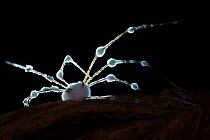 Cordyceps fungus sporing bodies emerging from daddy long legs, Coochbehar, India. Nature Photographer of the Year Competition 2021 - Highly Commended Plants and Fungi Category. Asferico International...