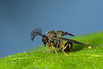 Eucharited Wasp (Eucharitedae) parasitic wasp, which attacks ants, Coochbehar, India.