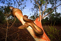 Olive python (Liasis olivaceus) from a river gorge in near Mount Isa in NW Queensland, Australia. Controlled conditions. Emerging from a tree hollow at dusk.